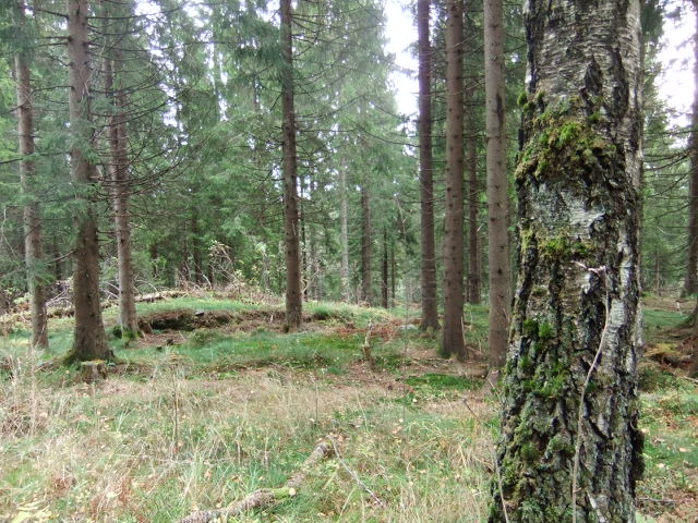 67. city forest Nordmarka woods, Frognerseteren